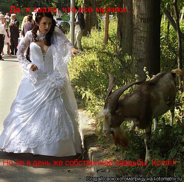 Котоматрица: Да, я знала, что все мужики... Но не в день же собственной свадьбы, Коля!!!