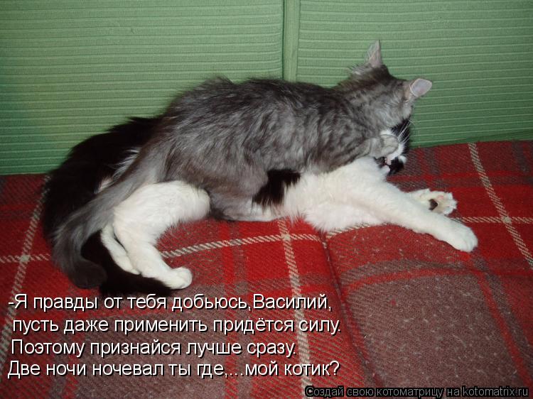 Котоматрица: -Я правды от тебя добьюсь,Василий, пусть даже применить придётся силу. Поэтому признайся лучше сразу. Две ночи ночевал ты где,...мой котик?