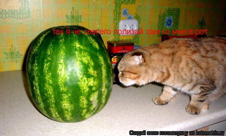 Котоматрица: так я не сем его полизай сам ко мне в рот