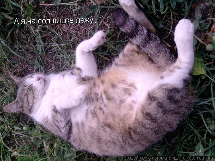 Котоматрица: А я на солнышке лежу...