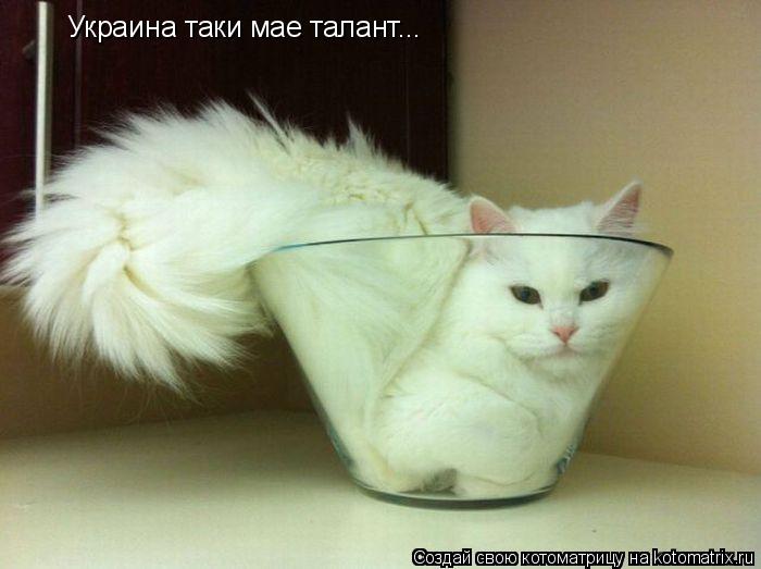 Котоматрица: Украина таки мае талант...