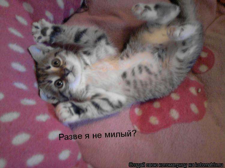 Котоматрица: Разве я не милый?