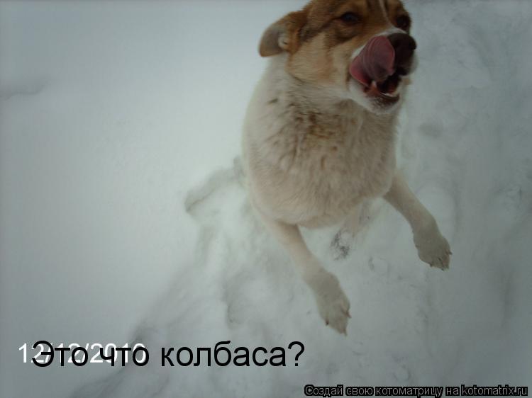 Котоматрица: Это что колбаса?