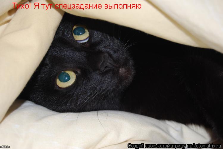 Котоматрица: Тихо! Я тут спецзадание выполняю