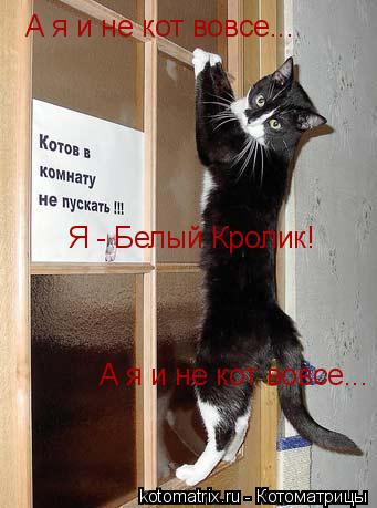 Котоматрица: А я и не кот вовсе... А я и не кот вовсе... Я - Белый Кролик!
