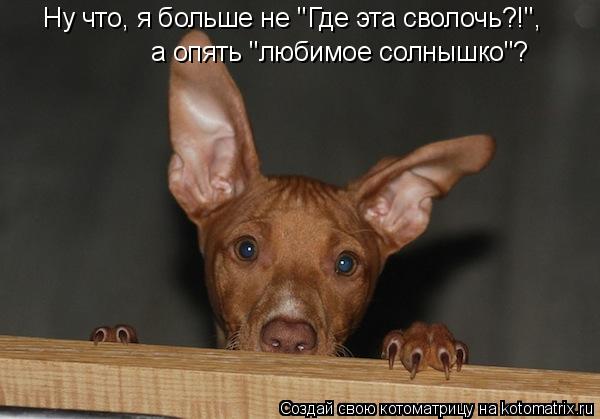 Котоматрица: Ну что, я больше не "Где эта сволочь?!", а опять "любимое солнышко"?