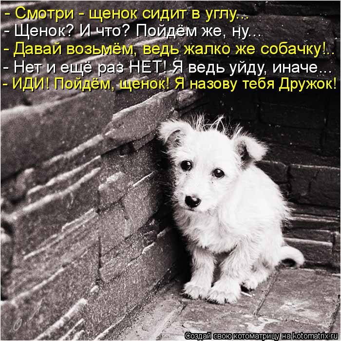 Котоматрица: - Смотри - щенок сидит в углу... - Щенок? И что? Пойдём же, ну... - Давай возьмём, ведь жалко же собачку!.. - Нет и ещё раз НЕТ! Я ведь уйду, иначе...