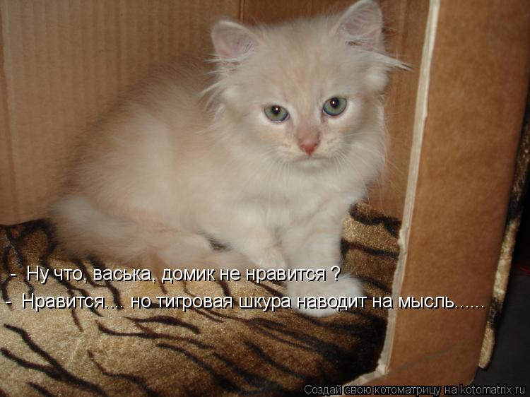Котоматрица: -  Ну что, васька, домик не нравится ? -  Нравится.... но тигровая шкура наводит на мысль......