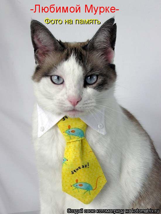 Котоматрица: -Любимой Мурке- Фото на память -Любимой Мурке-