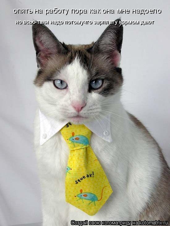 Котоматрица: опять на работу пора как она мне надоело  но всьо-таки надо потомучто зарплату кормом дают