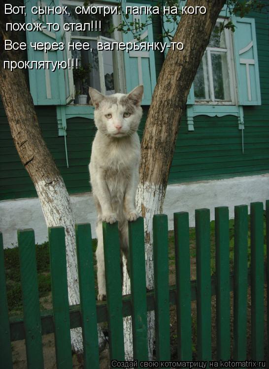 Котоматрица: Вот, сынок, смотри: папка на кого  похож-то стал!!! Все через нее, валерьянку-то проклятую!!!