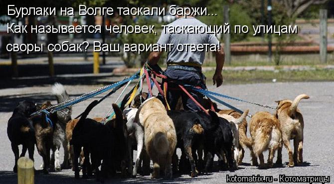 Котоматрица: Бурлаки на Волге таскали баржи... Как называется человек, таскающий по улицам  своры собак? Ваш вариант ответа!