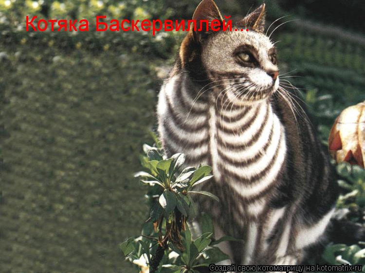 Котоматрица: Котяка Баскервиллей...