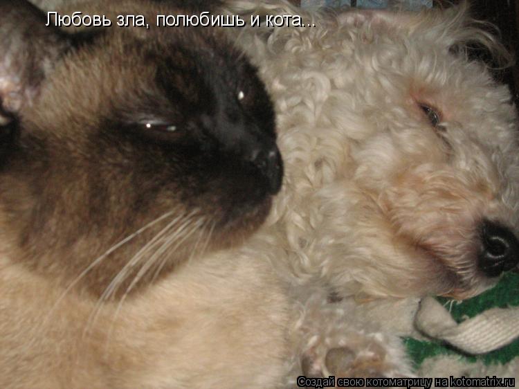 Котоматрица: Любовь зла, полюбишь и кота...