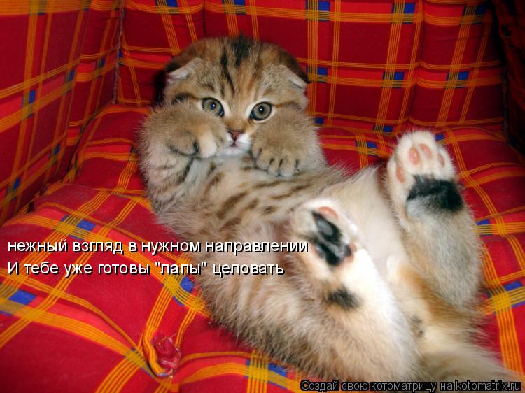 Котоматрица: нежный взгляд в нужном направлении  И тебе уже готовы "лапы" целовать