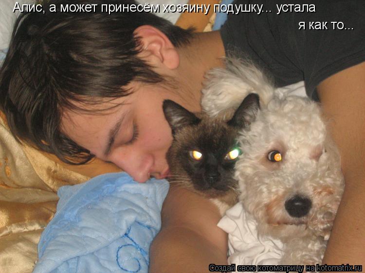 Котоматрица: Алис, а может принесём хозяину подушку... устала  я как то...