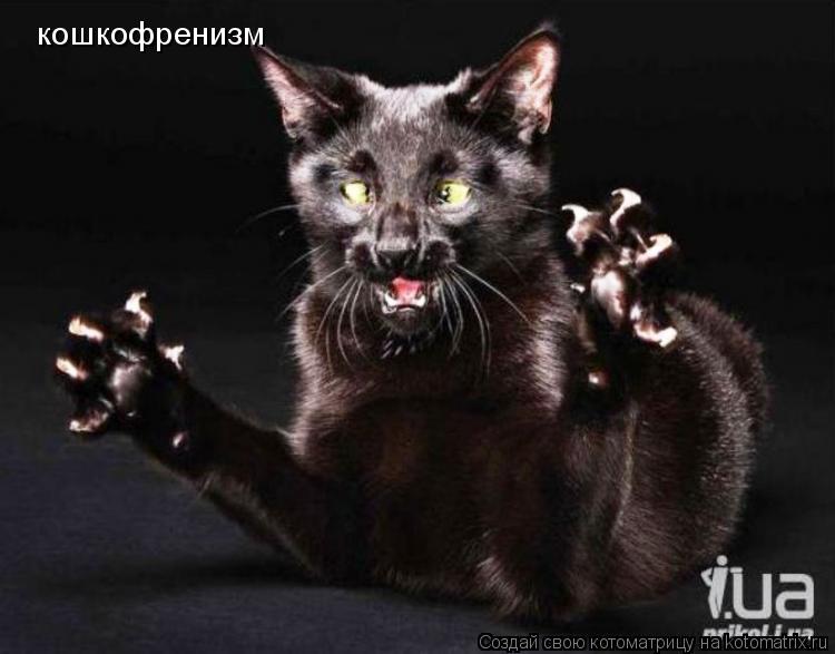 Котоматрица: кошкофренизм