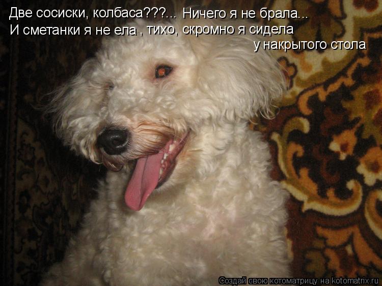 Котоматрица: Две сосиски, колбаса???... Ничего я не брала... И сметанки я не ела , тихо, скромно я сидела у накрытого стола