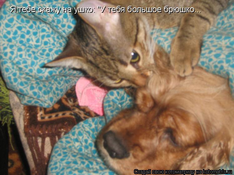 Котоматрица: Я тебе скажу на ушко: "У тебя большое брюшко...