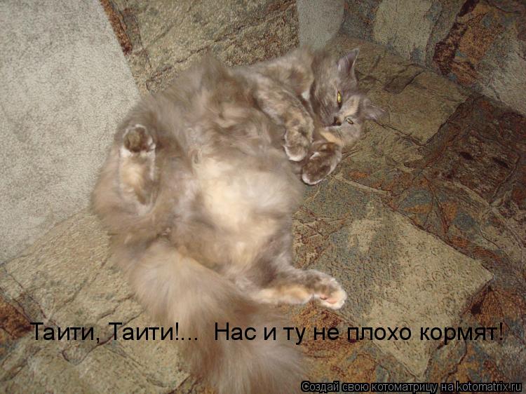 Котоматрица: Таити, Таити!...  Нас и ту не плохо кормят!