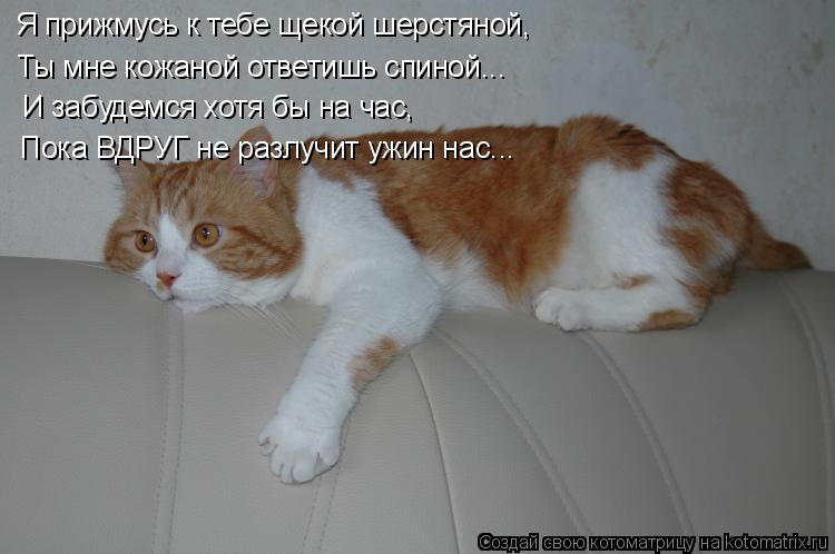 Котоматрица: Я прижмусь к тебе щекой шерстяной, Ты мне кожаной ответишь спиной... И забудемся хотя бы на час, Пока ВДРУГ не разлучит ужин нас...
