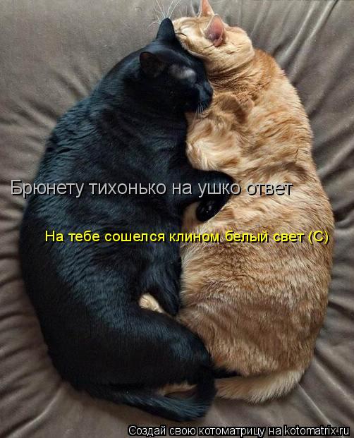 Котоматрица: Брюнету тихонько на ушко ответ На тебе сошелся клином белый свет (С)