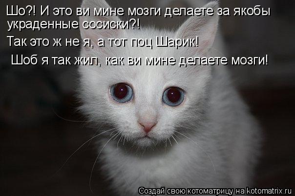Котоматрица: Шо?! И это ви мине мозги делаете за якобы украденные сосиски?! Так это ж не я, а тот поц Шарик!  Шоб я так жил, как ви мине делаете мозги!