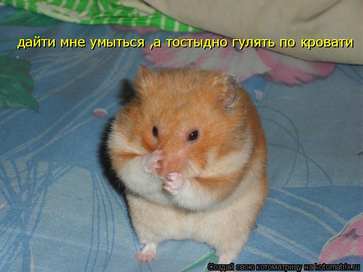 Котоматрица: дайти мне умыться ,а тостыдно гулять по кровати