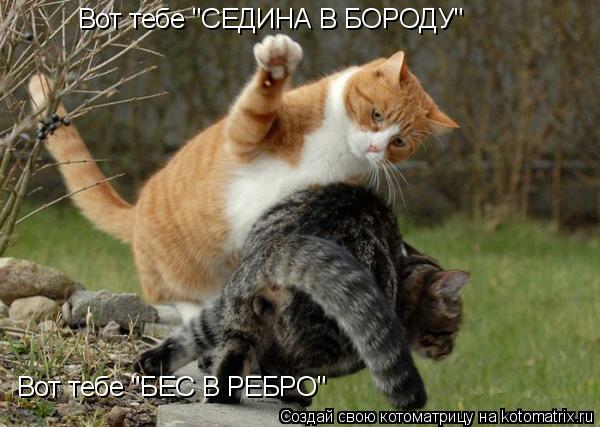 Котоматрица: Вот тебе "СЕДИНА В БОРОДУ" Вот тебе "БЕС В РЕБРО"