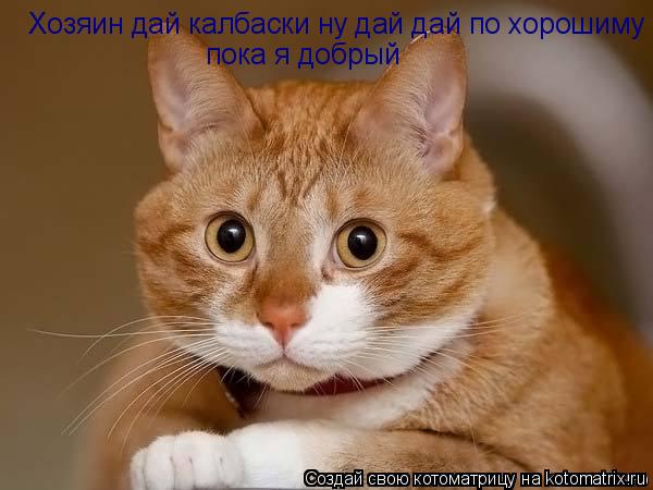 Котоматрица: Хозяин дай калбаски ну дай дай по хорошиму пока я добрый