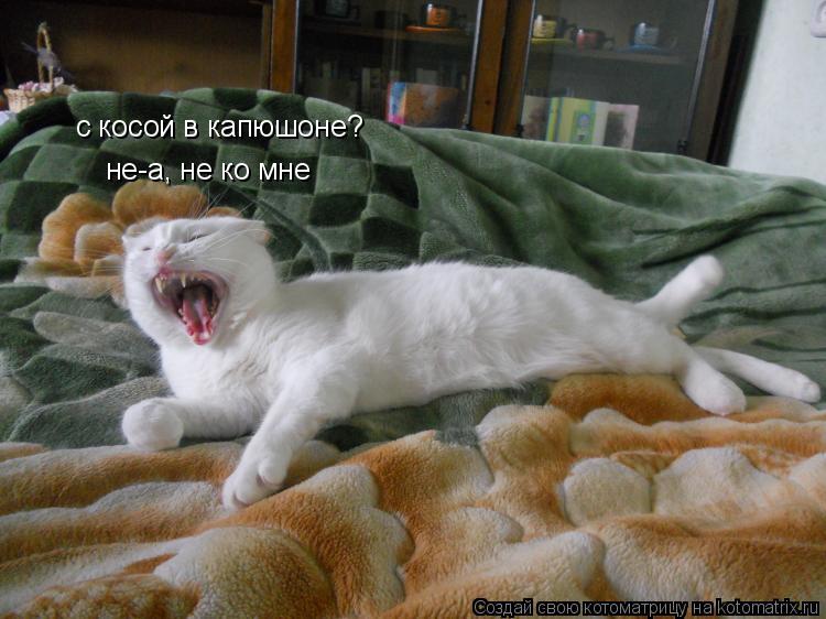 Котоматрица: с косой в капюшоне? не-а, не ко мне