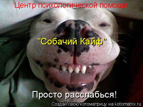Котоматрица: Центр психологической помощи "Собачий Кайф" Просто расслабься!