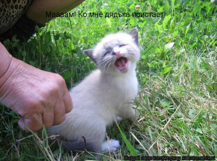 Котоматрица: Маааам! Ко мне дядька пристает!