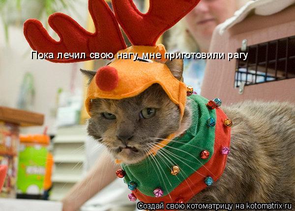 Котоматрица: Пока лечил свою нагу, мне приготовили рагу