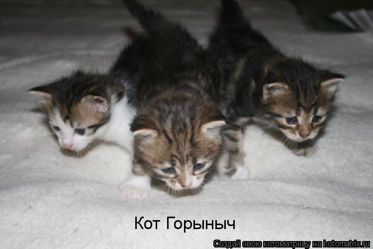 Котоматрица: Кот Горыныч