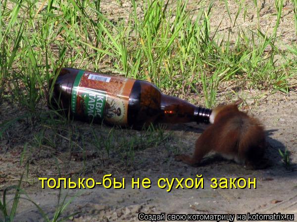 Котоматрица: только-бы не сухой закон