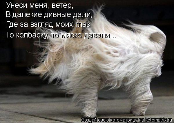 Котоматрица: Унеси меня, ветер, В далекие дивные дали, Где за взгляд моих глаз То колбаску, то мяско давали...