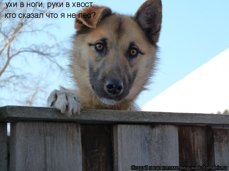 Котоматрица: ухи в ноги, руки в хвост, кто сказал что я не пес?