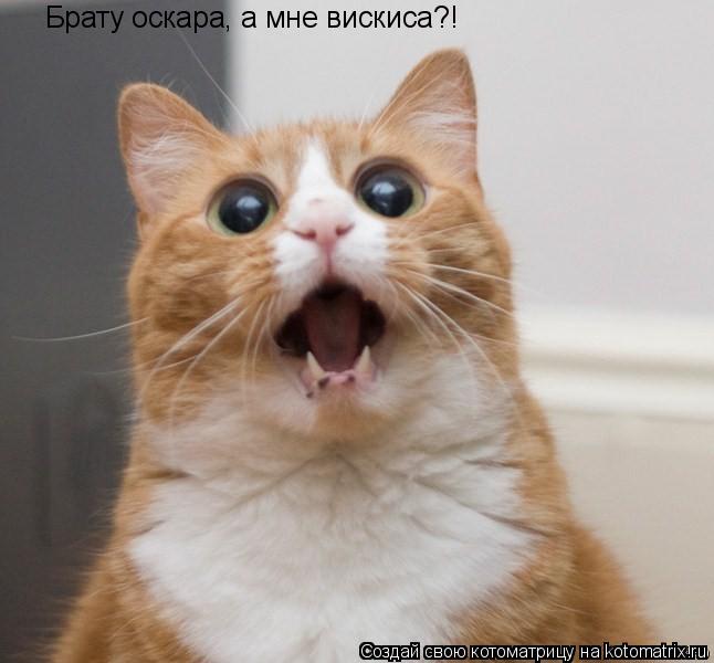 Котоматрица: Брату оскара, а мне вискиса?!