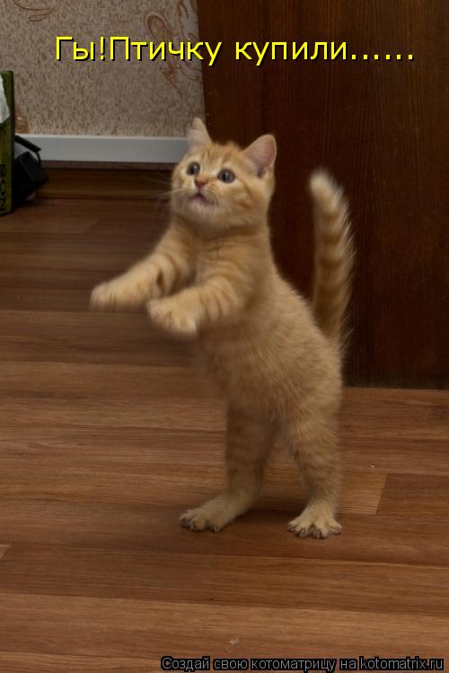 Котоматрица: Гы!Птичку купили......