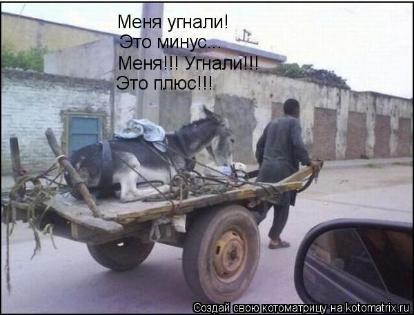 Котоматрица: Меня угнали! Это минус... Меня!!! Угнали!!! Это плюс!!!