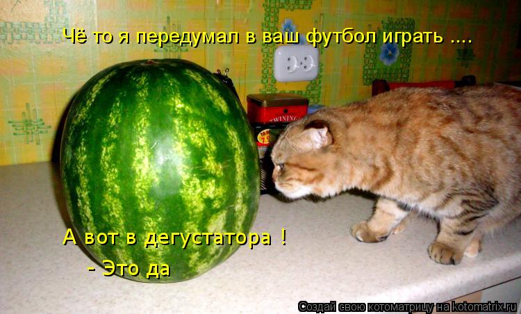 Котоматрица: Чё то я передумал в ваш футбол играть .... А вот в дегустатора ! А вот в дегустатора ! - Это да