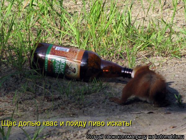 Котоматрица: Щас допью квас и пойду пиво искать!