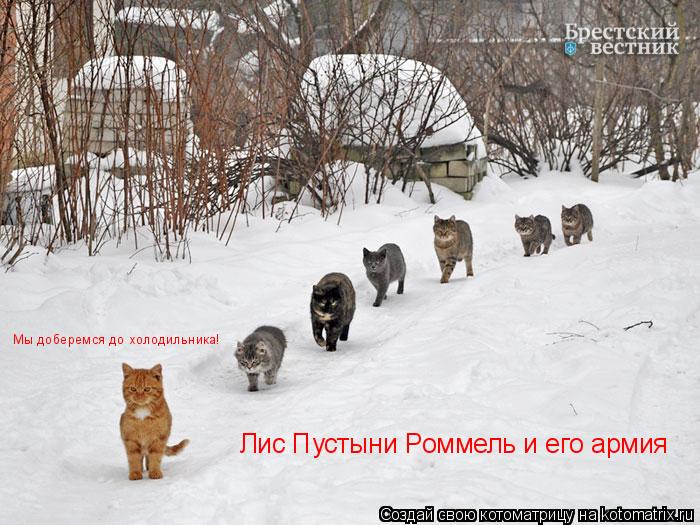 Котоматрица: Лис Пустыни Роммель и его армия  Мы доберемся до холодильника!