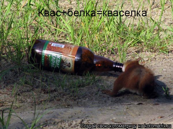 Квас+белка=кваселка... Котоматрица: Квас+белка=кваселка