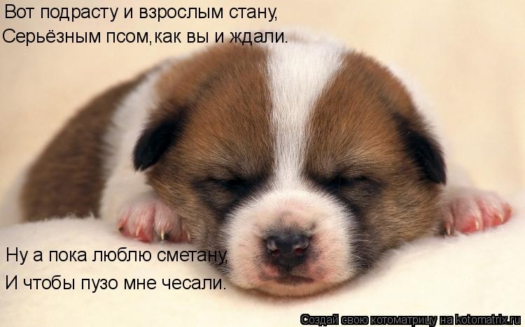 Вот подрасту и взрослым стану, Ну а пока люблю сметану, И чтобы пузо мне чесали. Серьёзным псом,как в... Котоматрица: Вот подрасту и взрослым стану, Ну а пока люблю сметану, И чтобы пузо мне чесали. Серьёзным псом,как вы и ждали.
