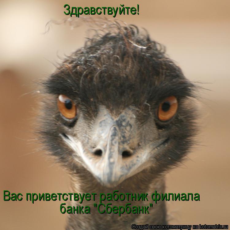 Котоматрица: Здравствуйте! Вас приветствует работник филиала банка "Сбербанк"