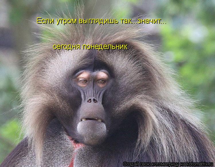 Котоматрица: Если утром выглядишь так...значит... сегодня понедельник