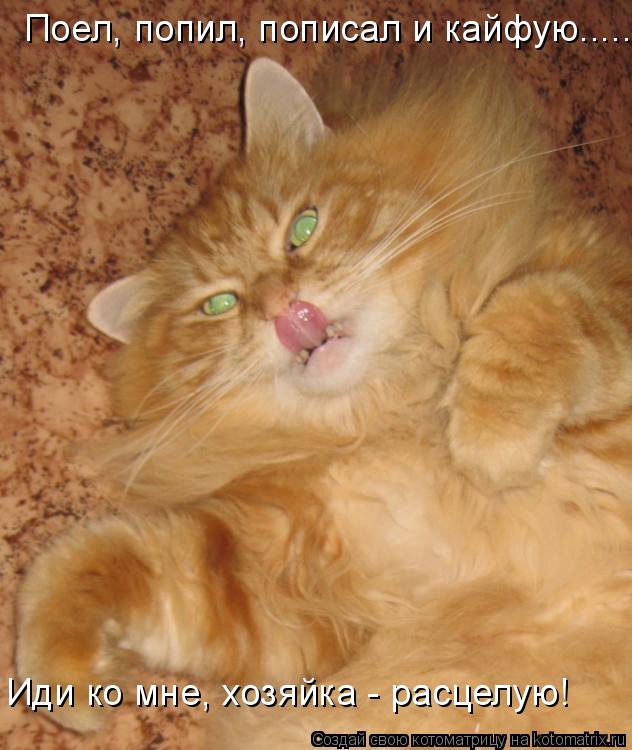 Котоматрица: Поел, попил, пописал и кайфую..... Иди ко мне, хозяйка - расцелую!
