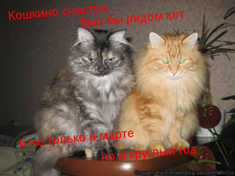Котоматрица: Кошкино счастье был бы рядом кот и не только в марте но и круглый год